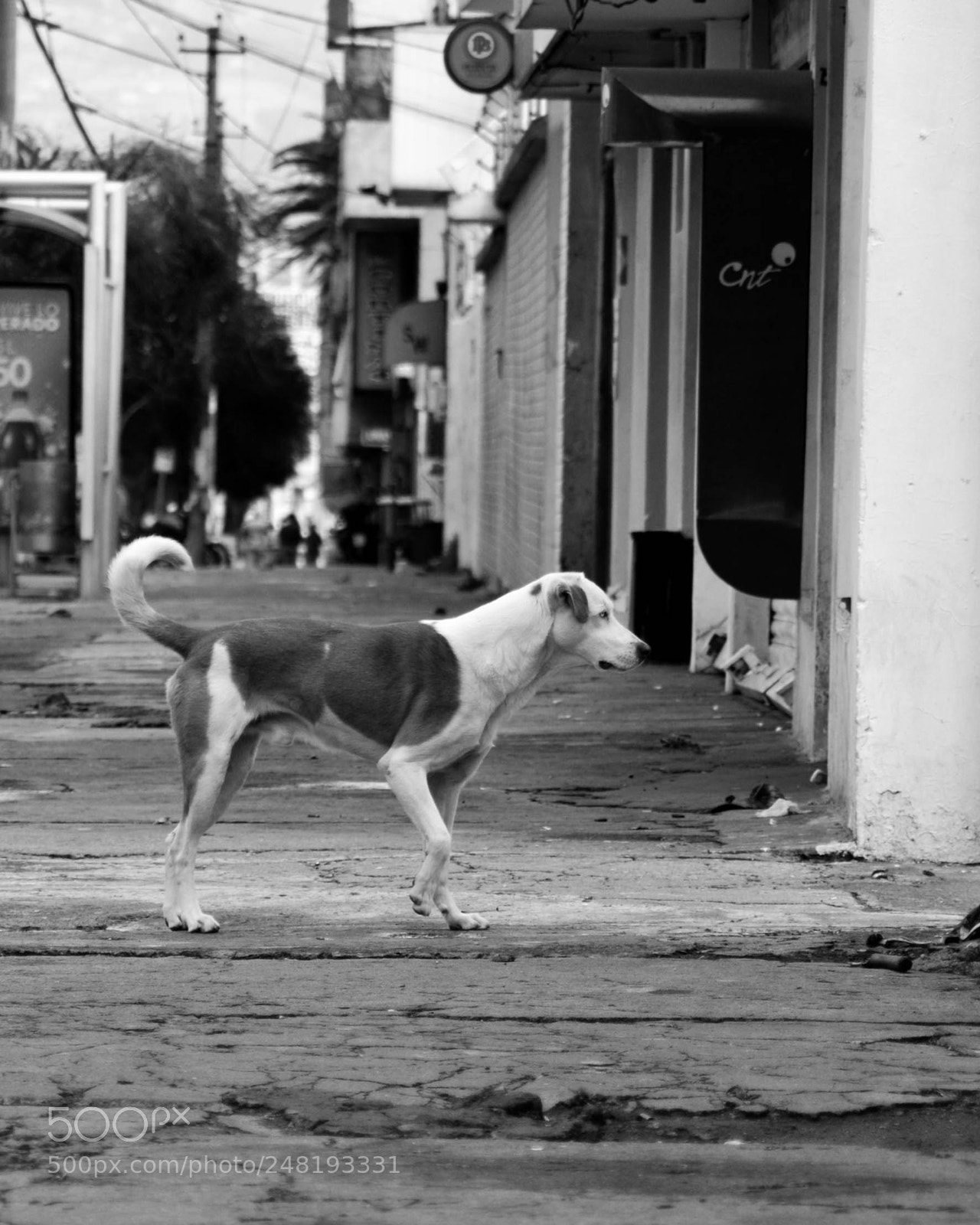 Nikon D5200 sample photo. Passing dogs dec-014 photography