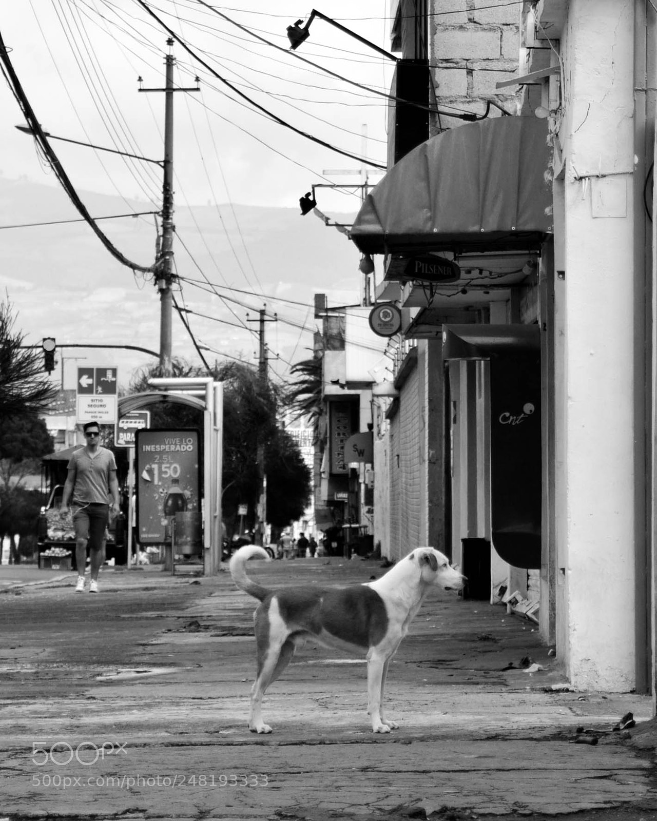 Nikon D5200 sample photo. Passing dogs dec-014 photography