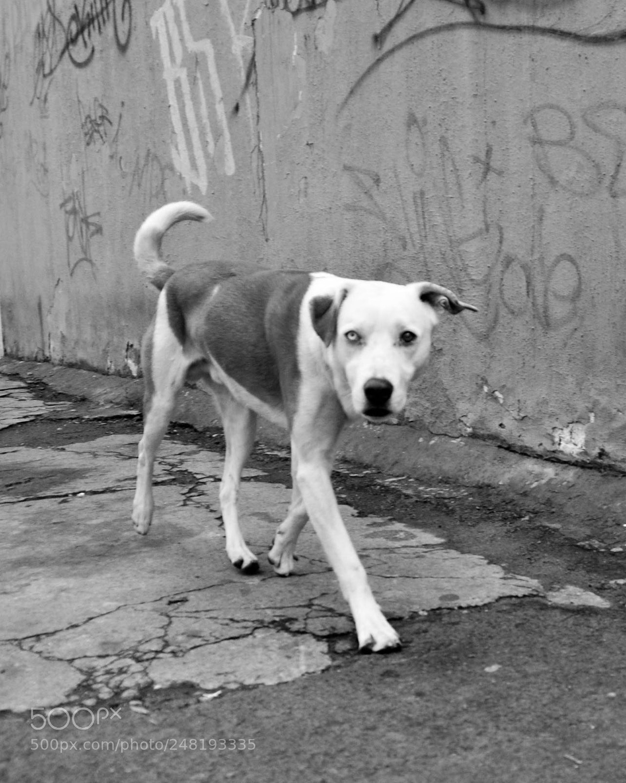 Nikon D5200 sample photo. Passing dogs dec-014 photography