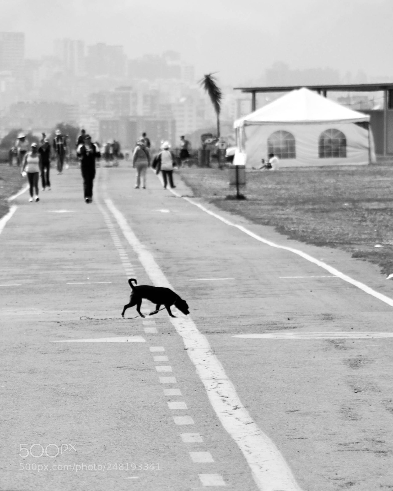 Nikon D5200 sample photo. Passing dogs dec-014 photography
