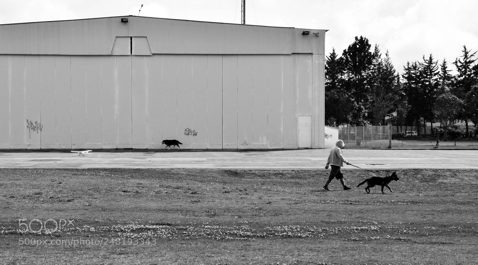 Nikon D5200 sample photo. Passing dogs dec-014 photography