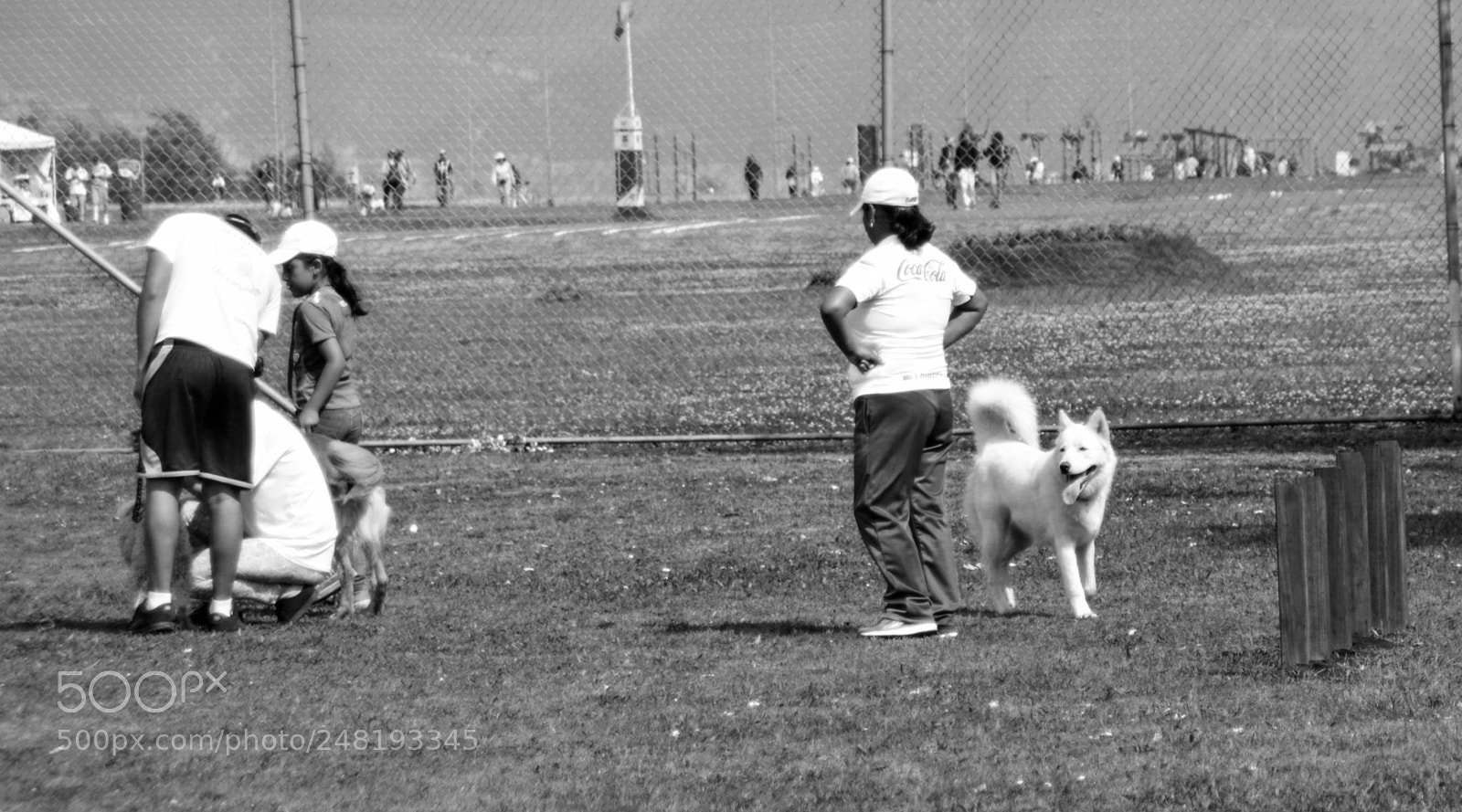 Nikon D5200 sample photo. Passing dogs dec-014 photography