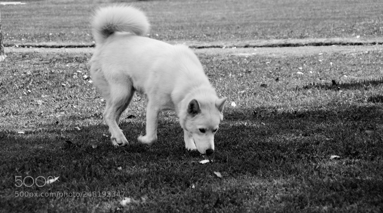 Nikon D5200 sample photo. Passing dogs dec-014 photography