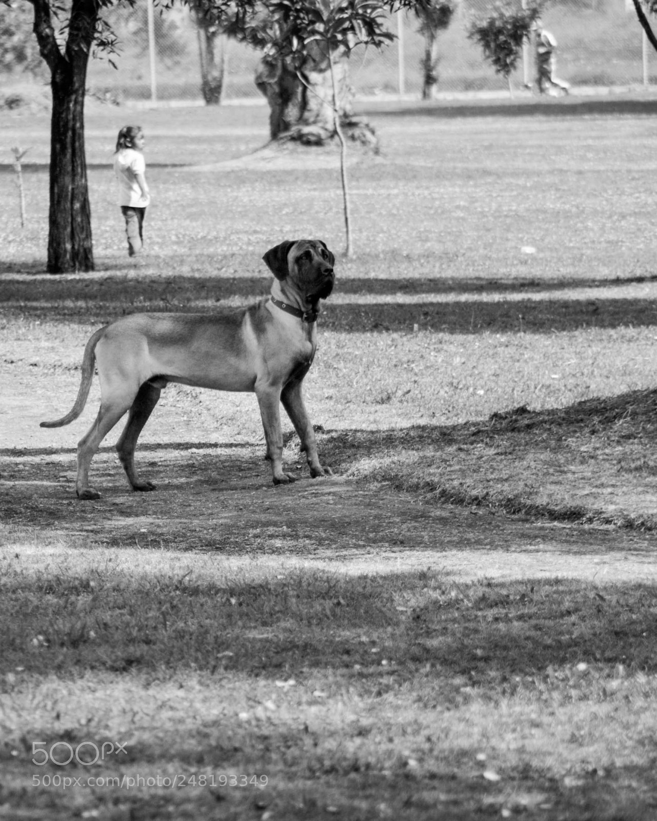 Nikon D5200 sample photo. Passing dogs dec-014 photography
