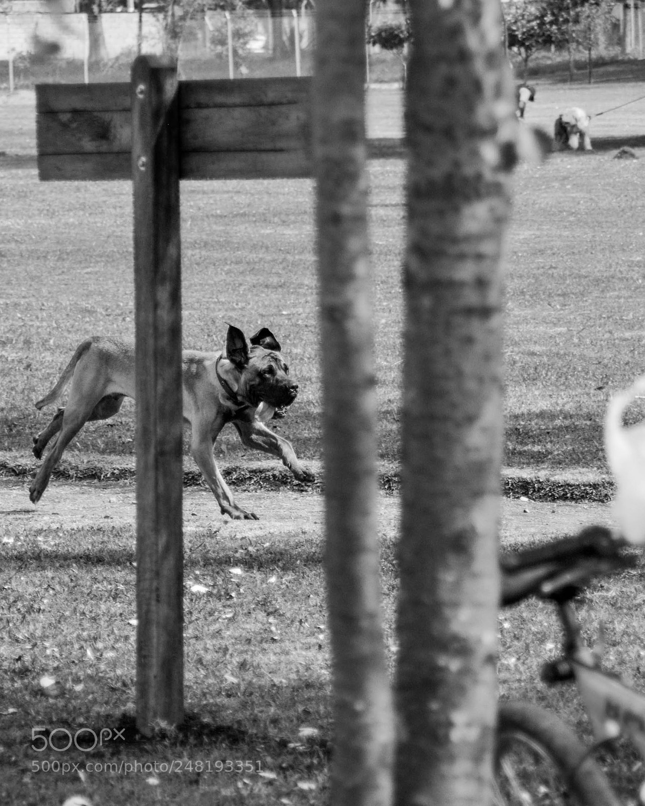 Nikon D5200 sample photo. Passing dogs dec-014 photography