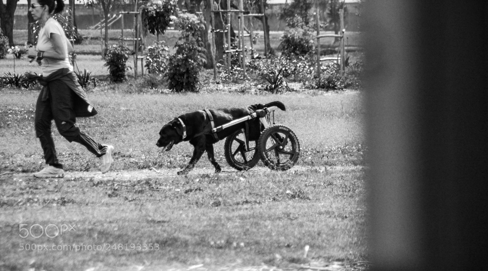 Nikon D5200 sample photo. Passing dogs dec-014 photography
