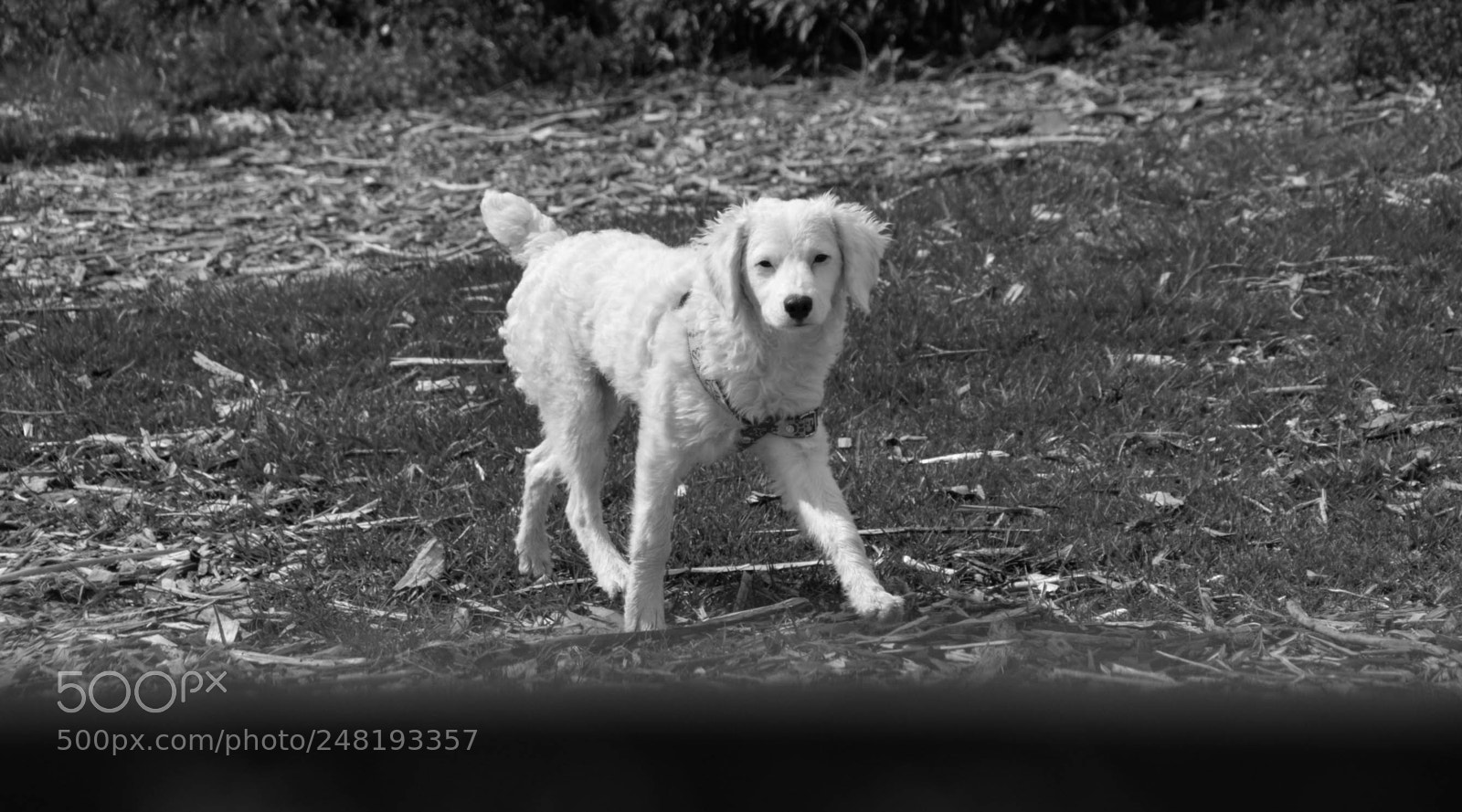 Nikon D5200 sample photo. Passing dogs dec-014 photography