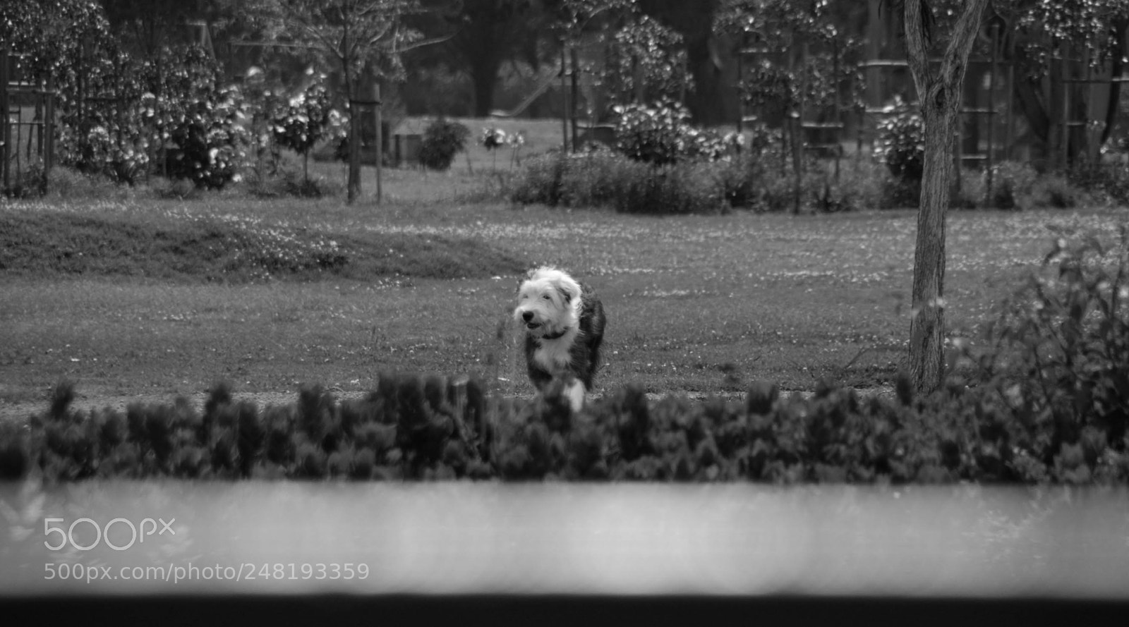 Nikon D5200 sample photo. Passing dogs dec-014 photography