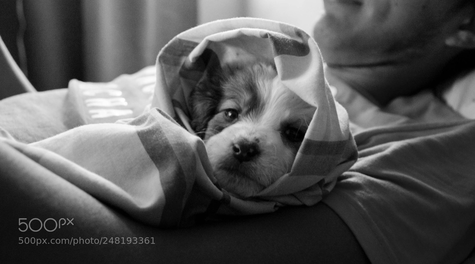 Nikon D5200 sample photo. Passing dogs dec-014 photography