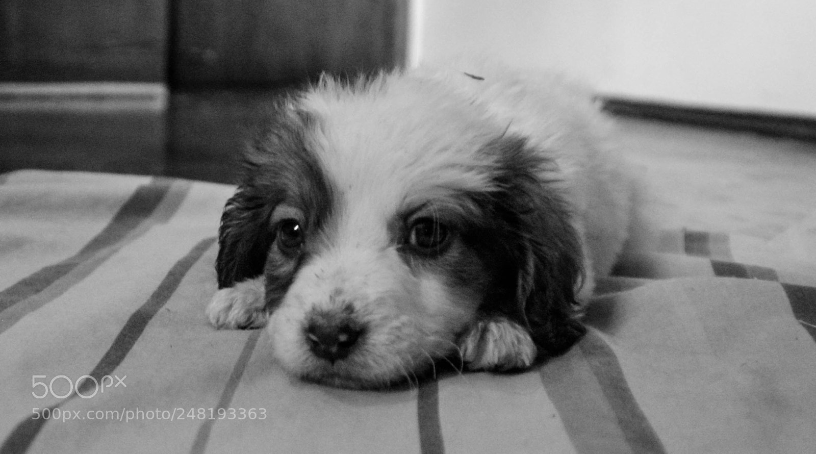Nikon D5200 sample photo. Passing dogs dec-014 photography