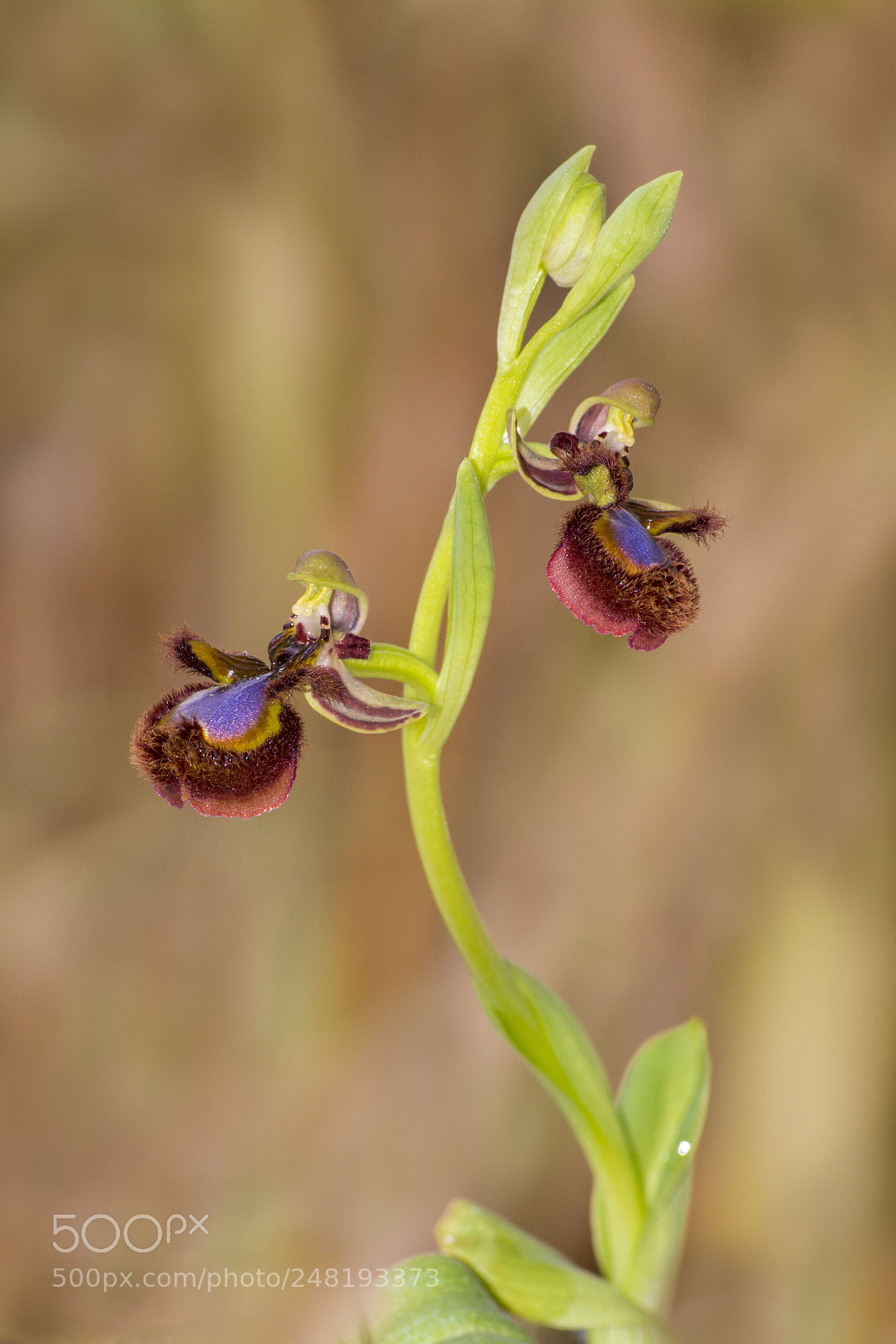 Nikon D5200 sample photo. Ophrys speculum. photography