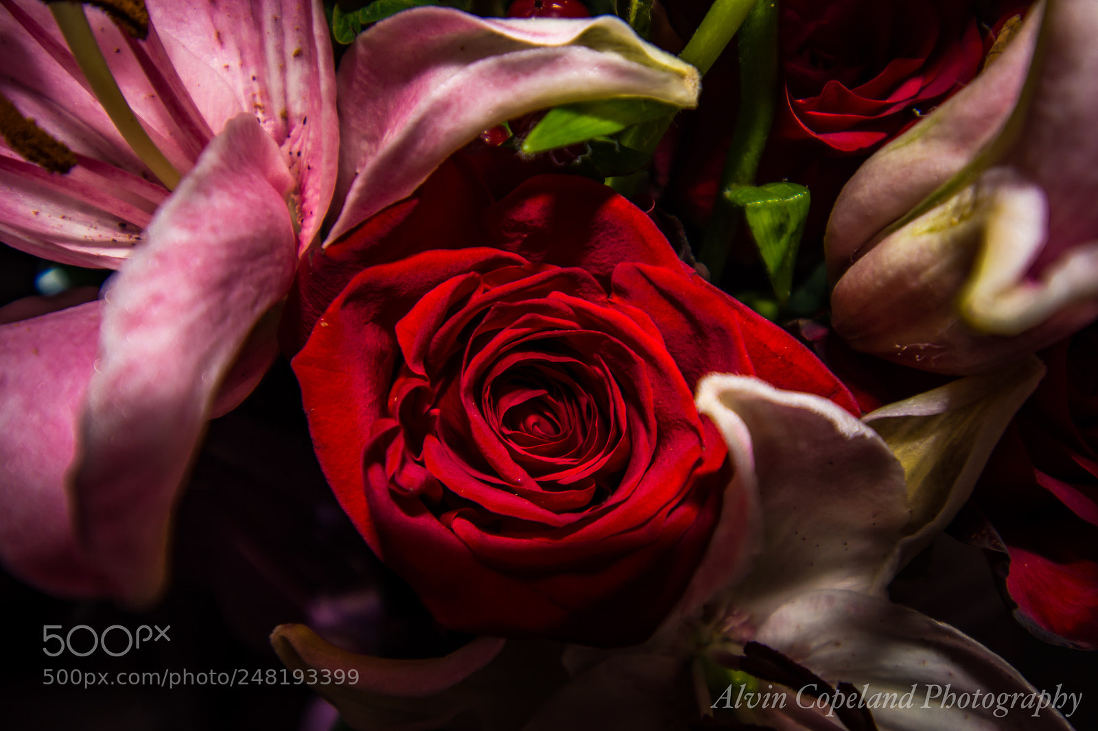 Nikon D7200 sample photo. Red rose photography