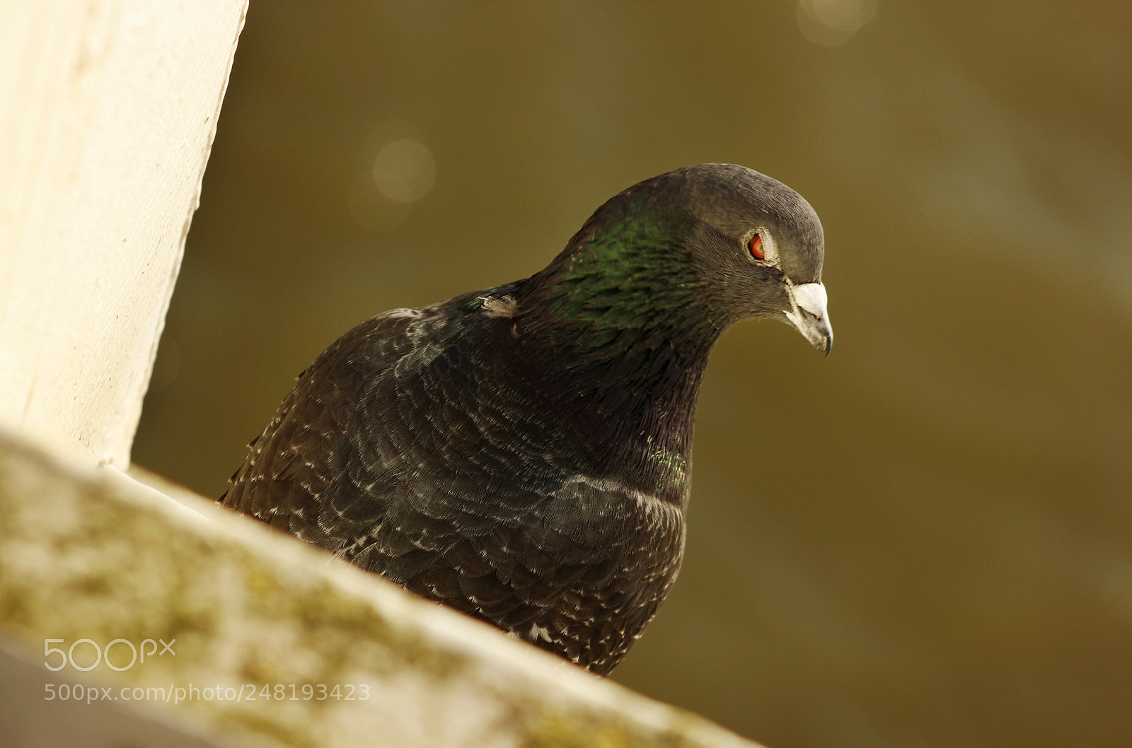 Canon EOS 600D (Rebel EOS T3i / EOS Kiss X5) sample photo. Evil pigeon photography