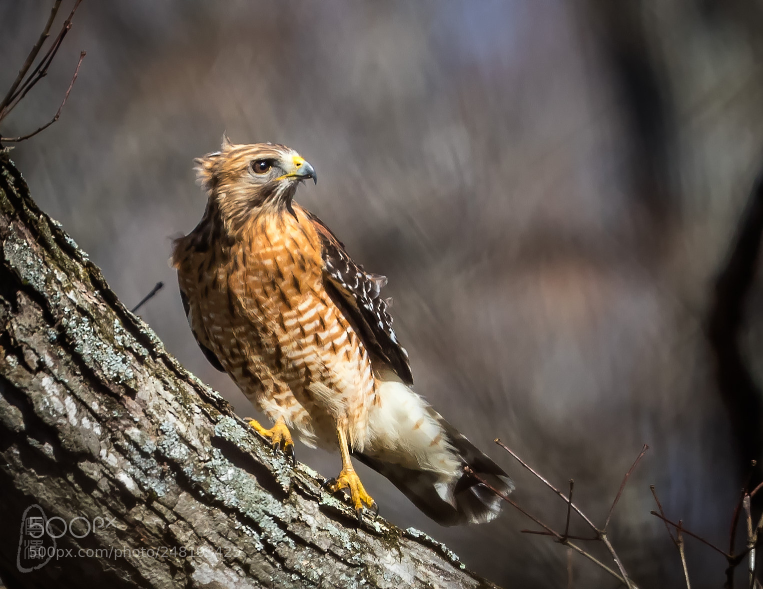 Canon EOS 7D Mark II sample photo. Red-shouldered hawk photography
