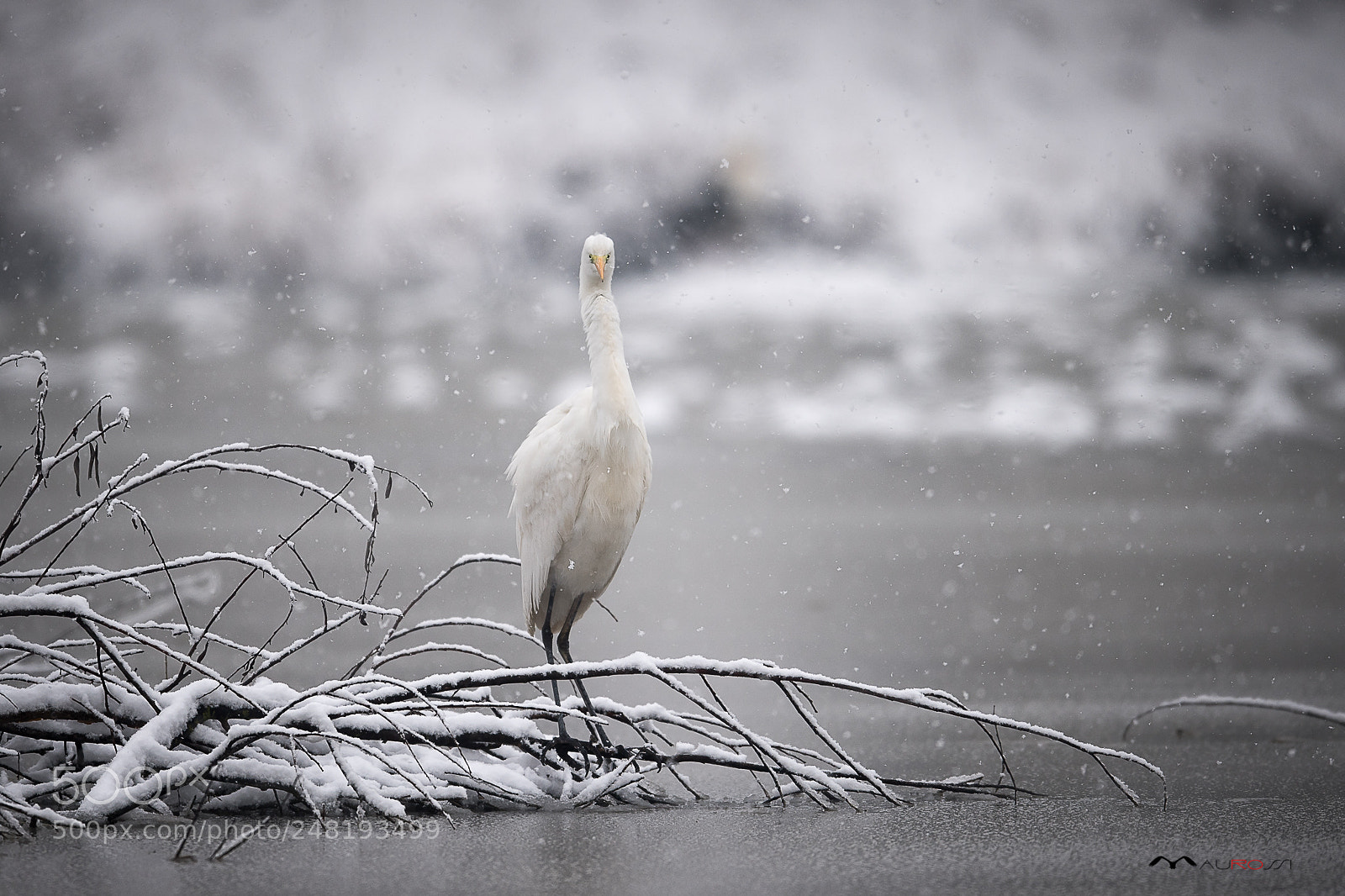 Nikon D5 sample photo. Snowfall great white heron photography