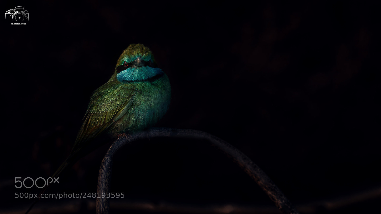 Canon EOS 7D Mark II sample photo. Untitled photography