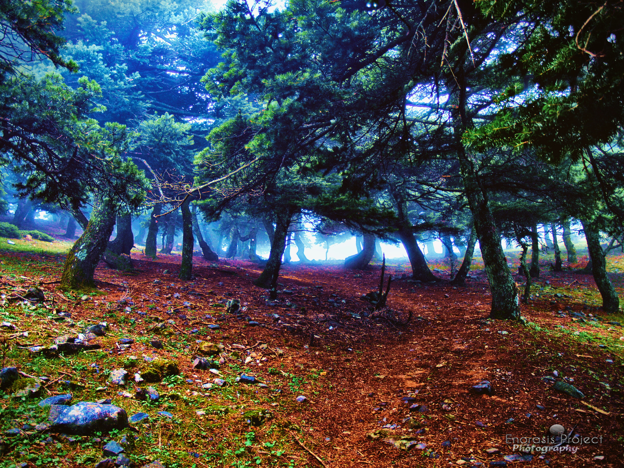 Olympus E-330 (EVOLT E-330) sample photo. Into the mystery forest ! photography