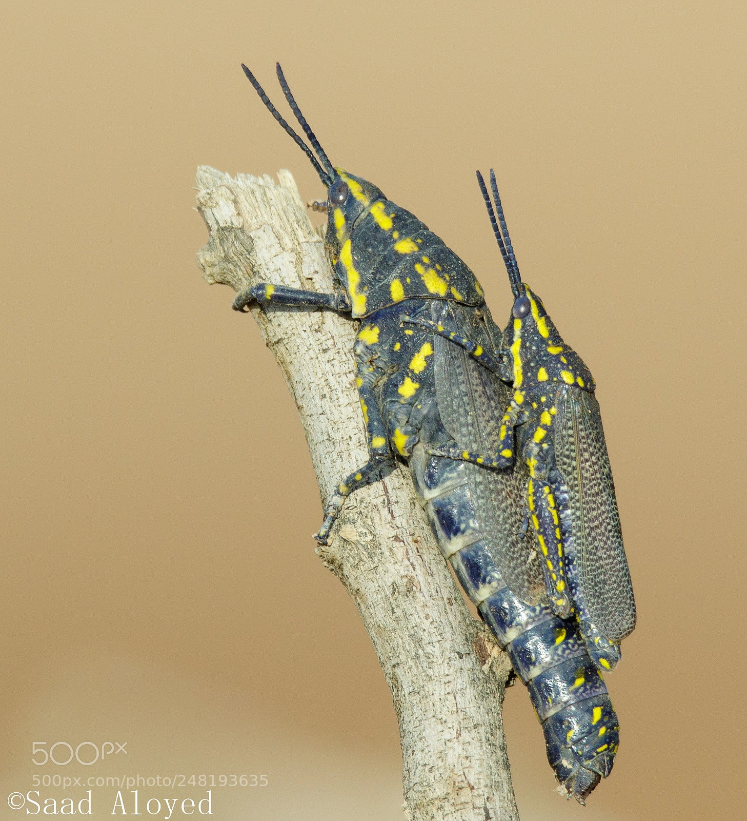 Canon EOS 7D Mark II sample photo. الـجـراد الـمـحلـي acridium vittatum photography