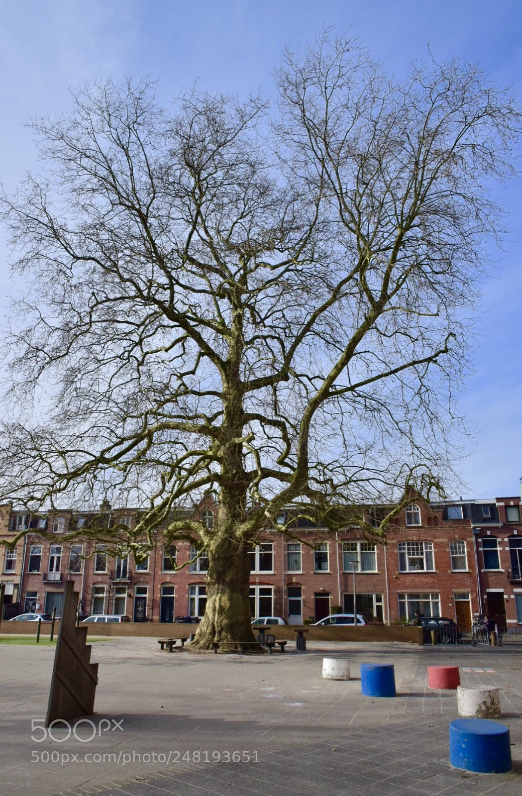 Nikon D5300 sample photo. Oude plataan / old plane-tree photography