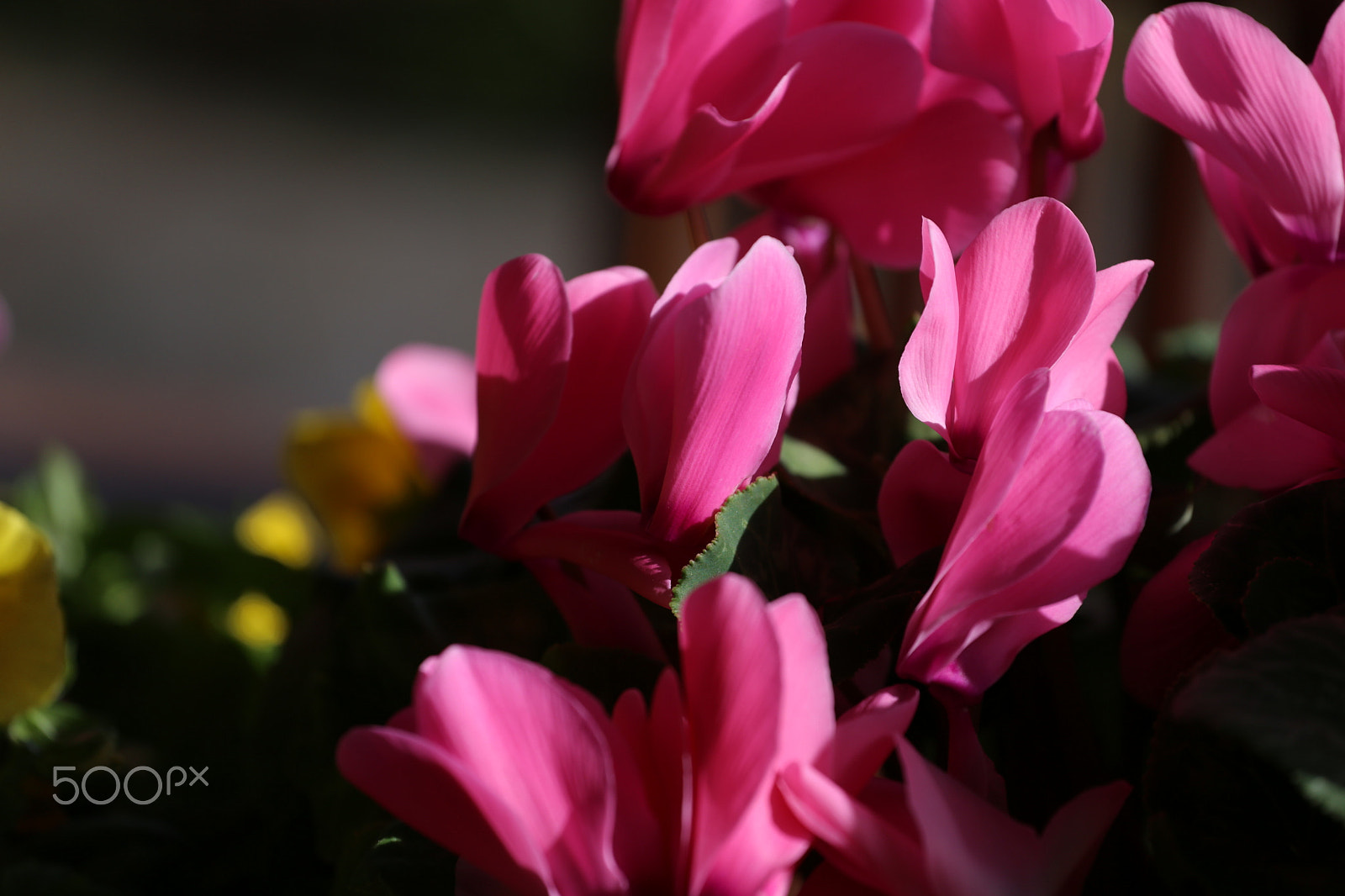 Canon EOS 6D + Canon EF 70-200mm F4L USM sample photo. Color of the day 3 photography