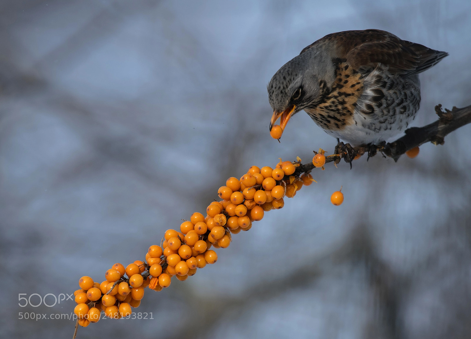 Nikon D850 sample photo. Sea-buckthorn berries and the photography