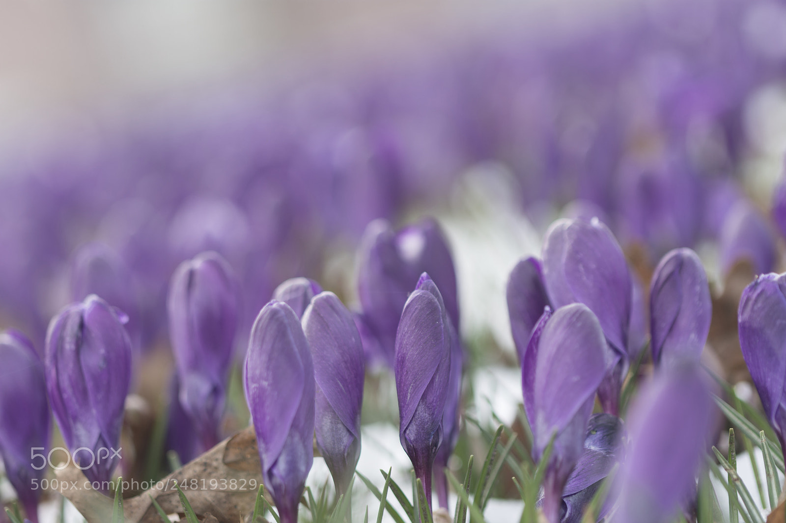 Nikon D7200 sample photo. Spring replacing winter photography