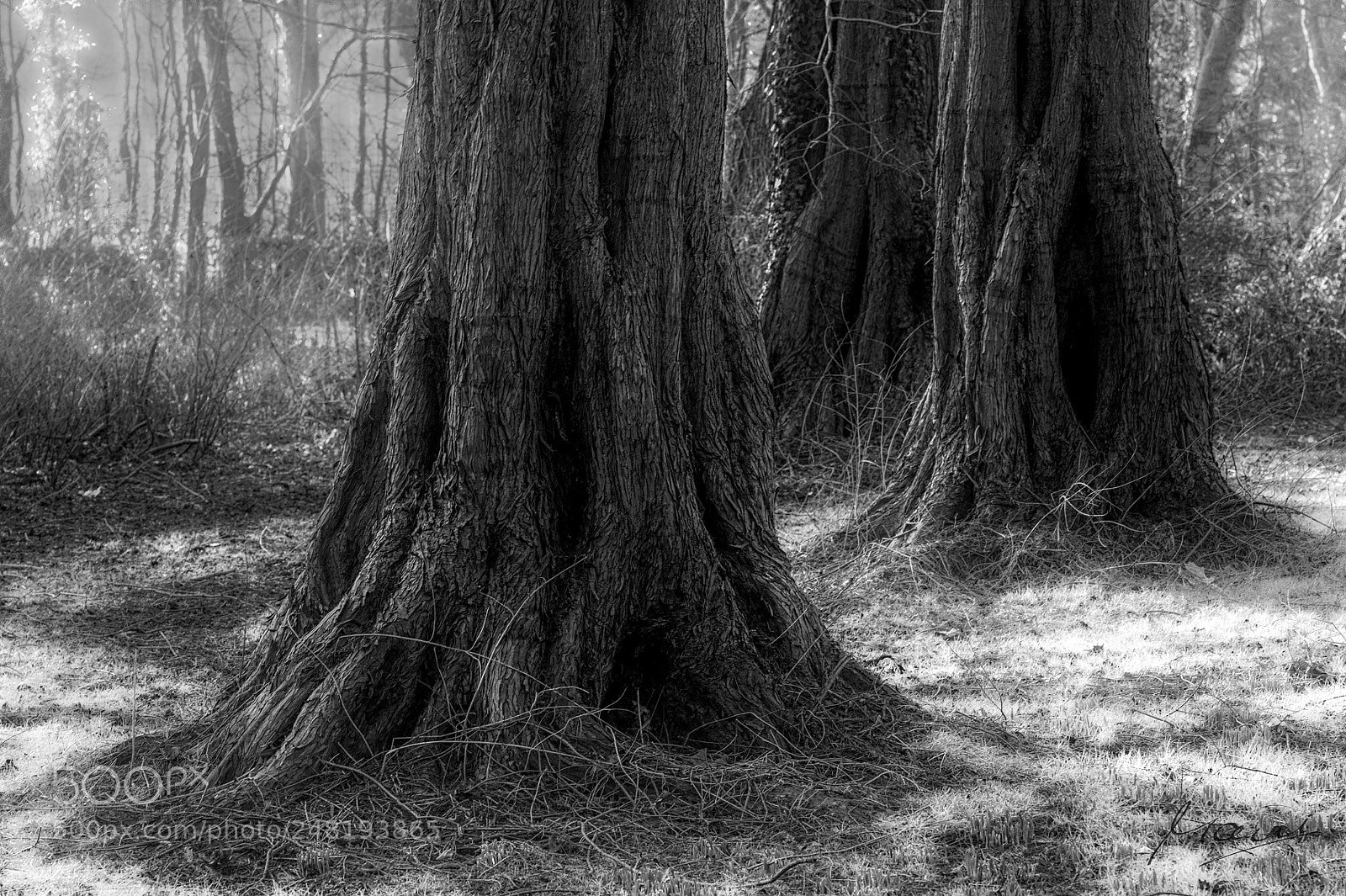Nikon D90 sample photo. Magic trees photography