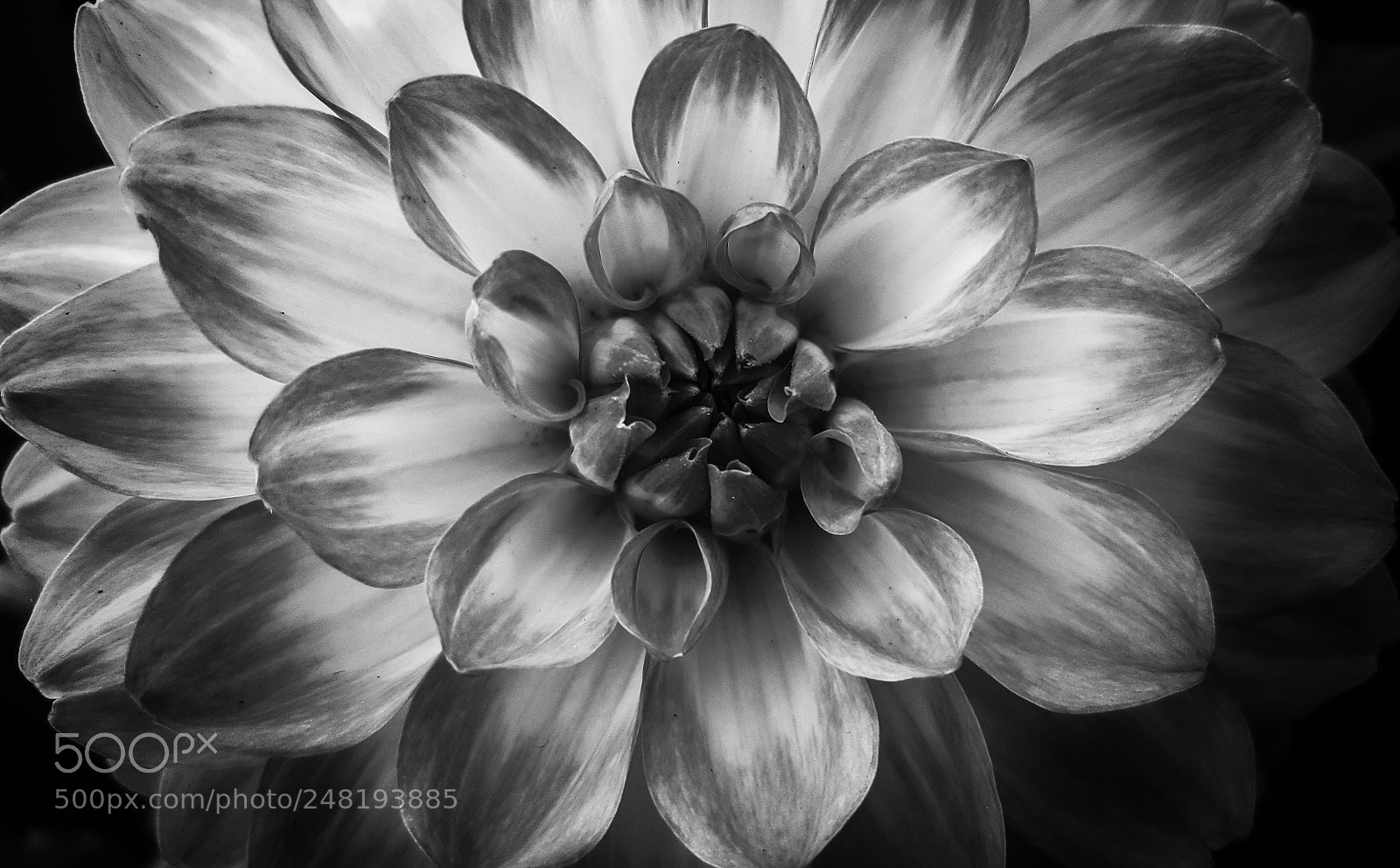 Samsung Galaxy S6 sample photo. Dahlia2 photography
