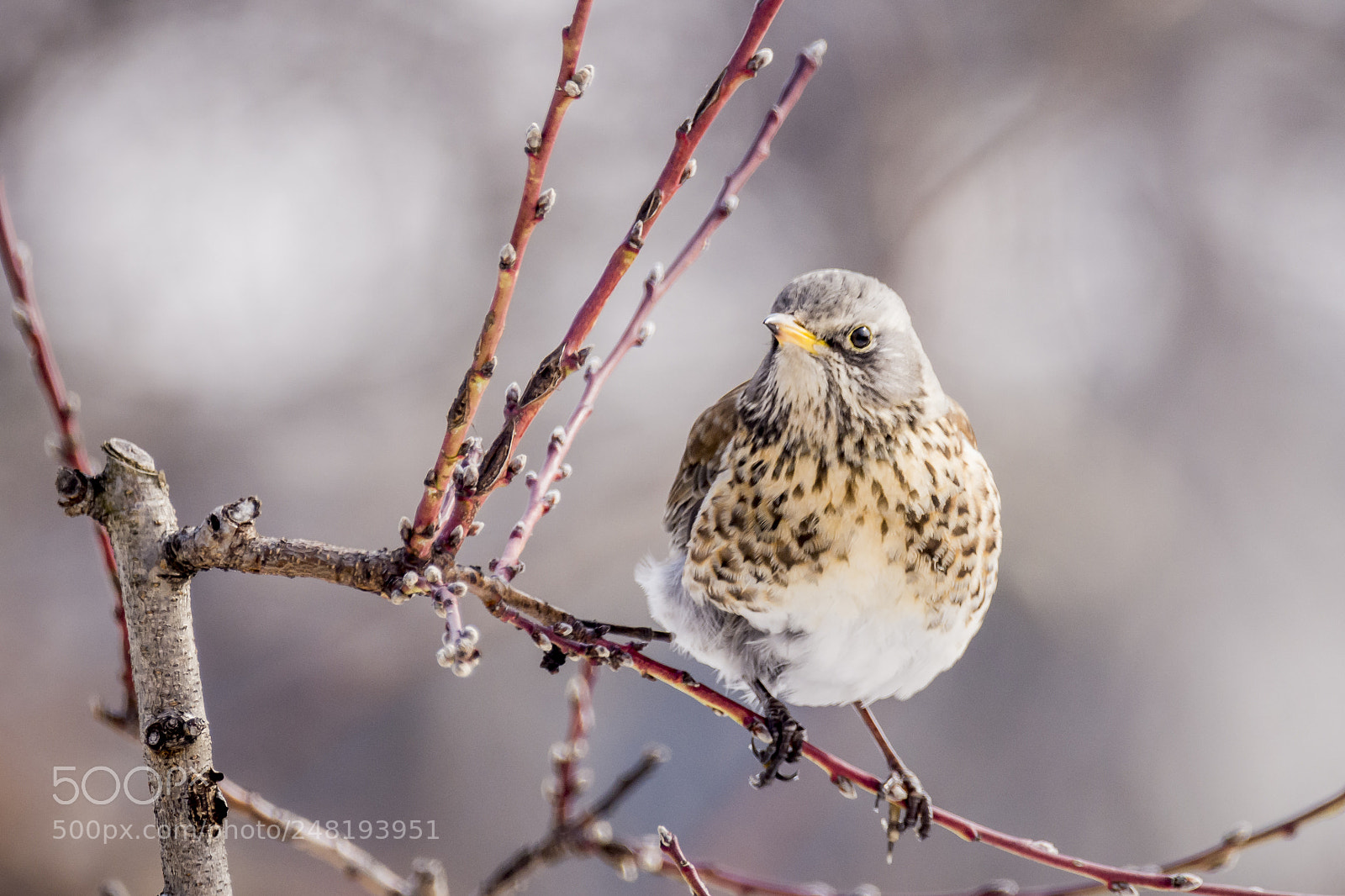 Nikon D7200 sample photo. Fenyőrigó - fieldfare photography