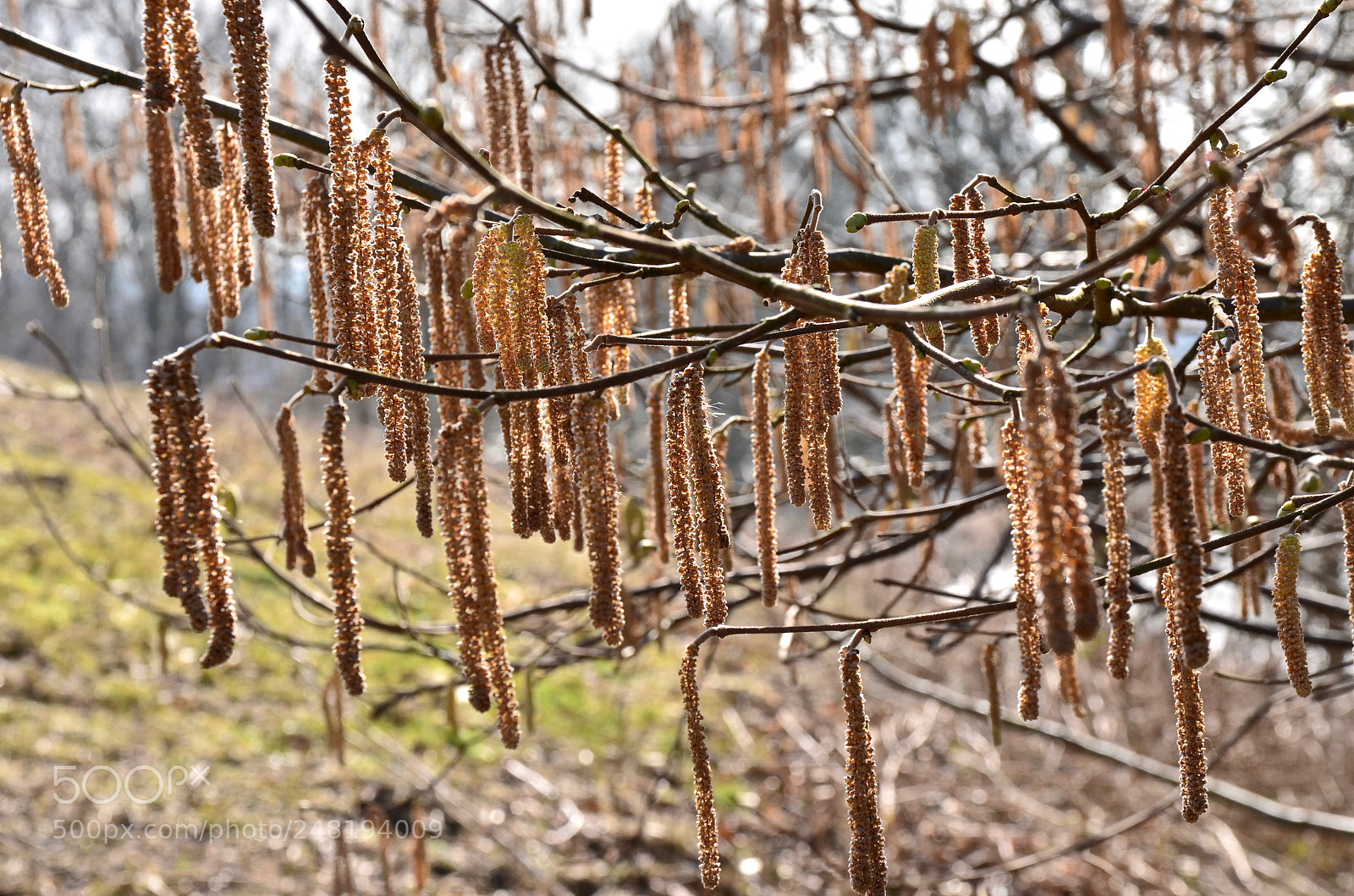 Nikon D5100 sample photo. Hazel is waiting for photography