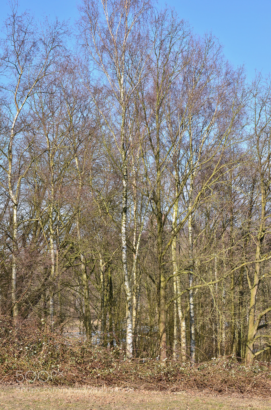 Nikon D5100 sample photo. Trees on parade photography