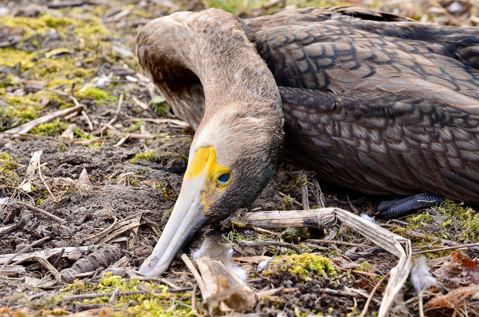 Nikon D5100 sample photo. Cormorant passed away. photography