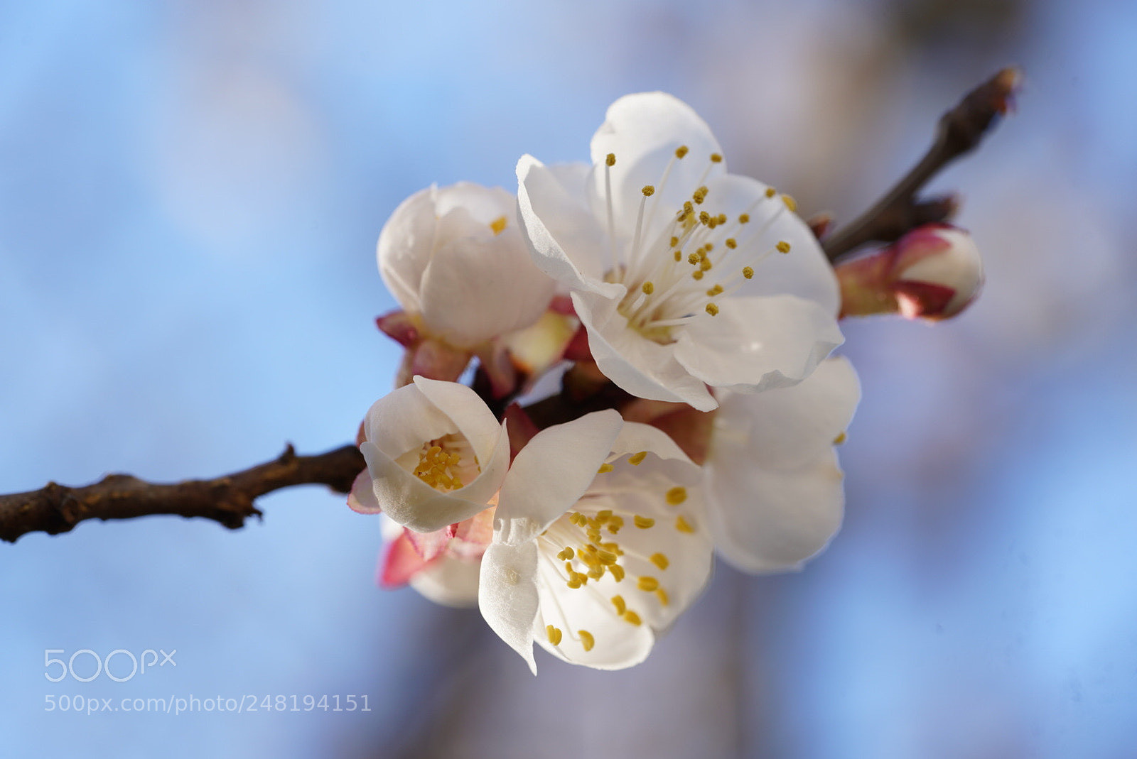 Sony a7R III sample photo. Spring blossoms photography