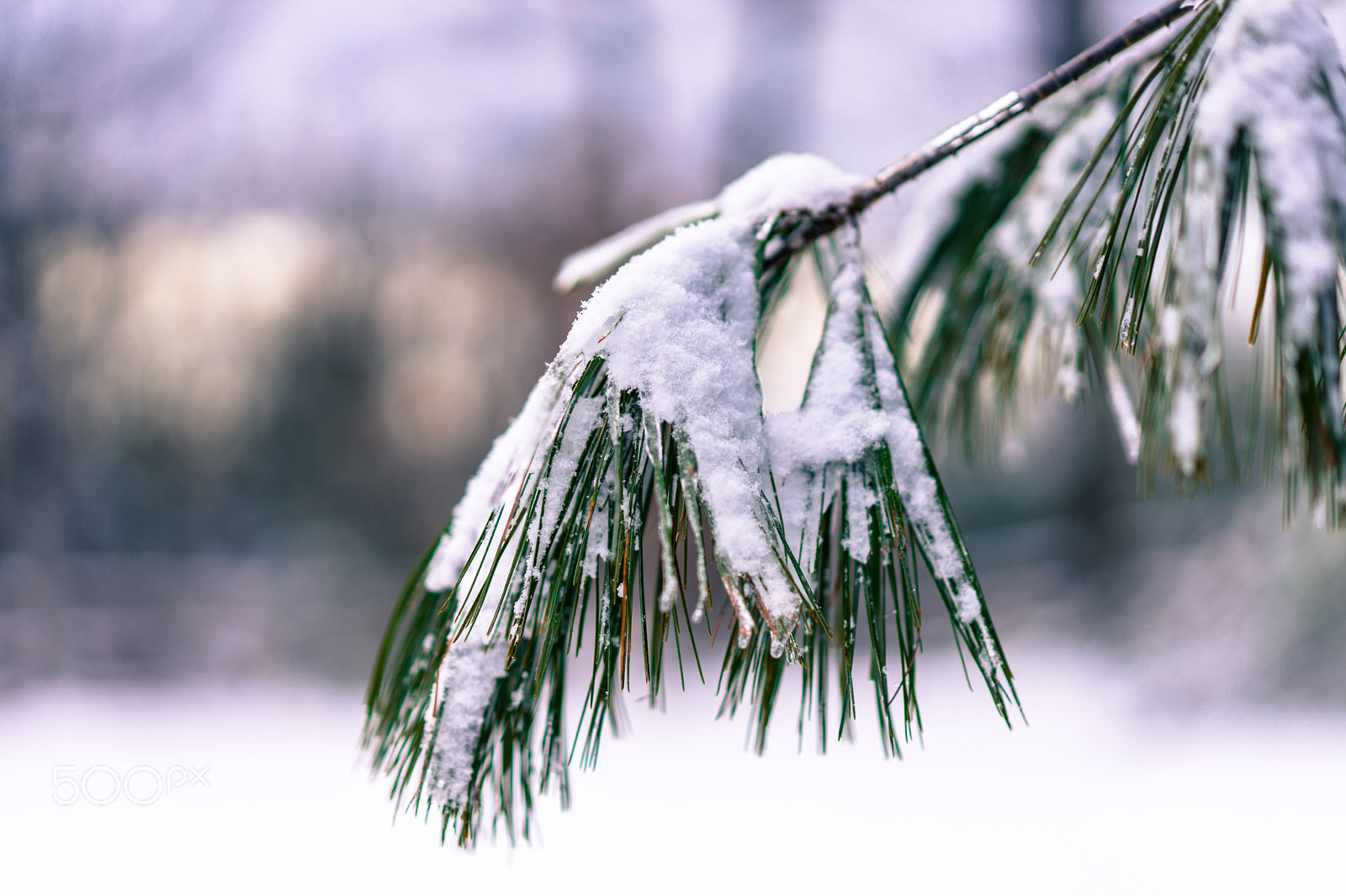 Sony a7 sample photo. Falling pine photography