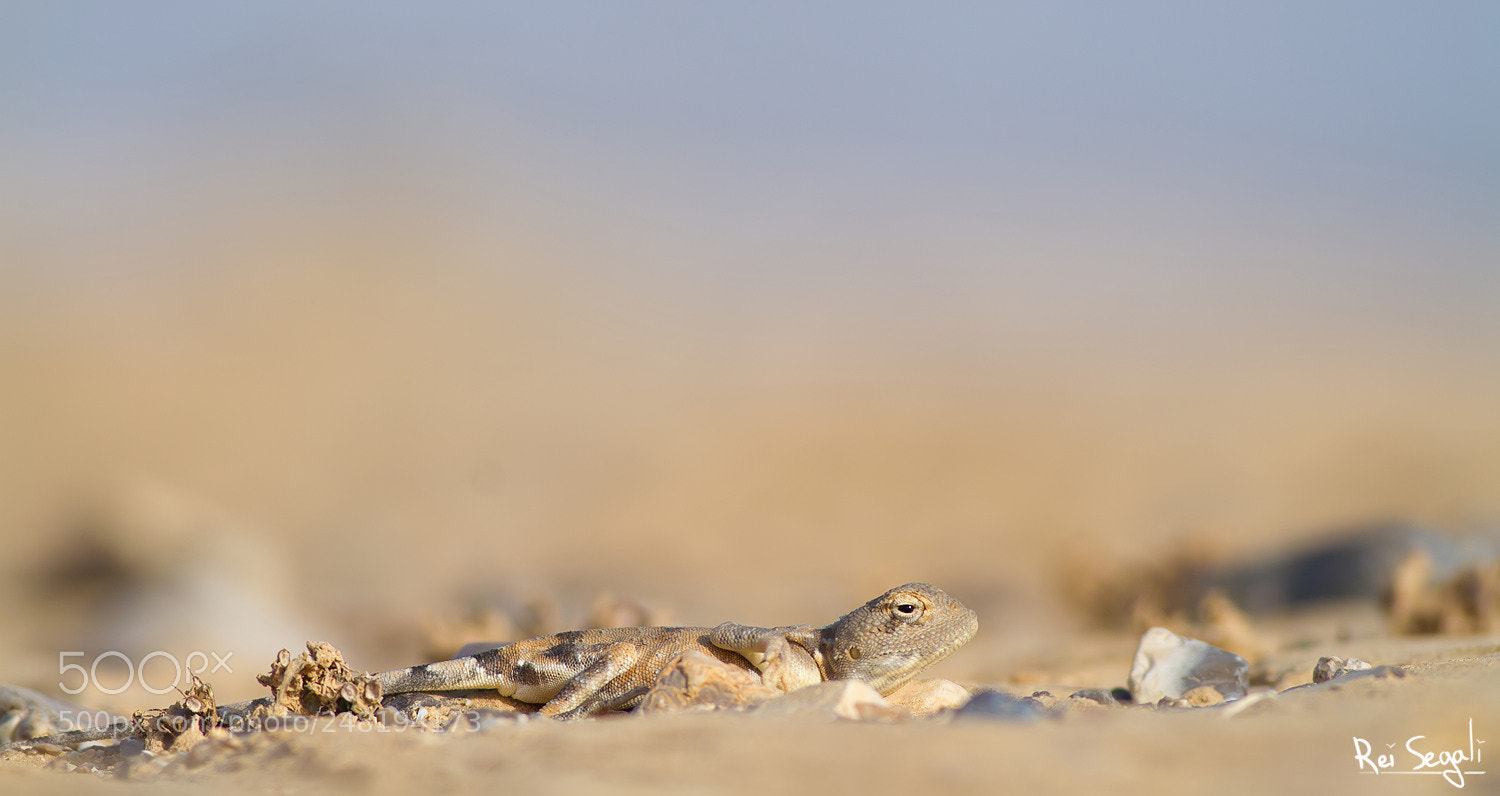 Canon EOS 7D sample photo. Desert pale agama photography