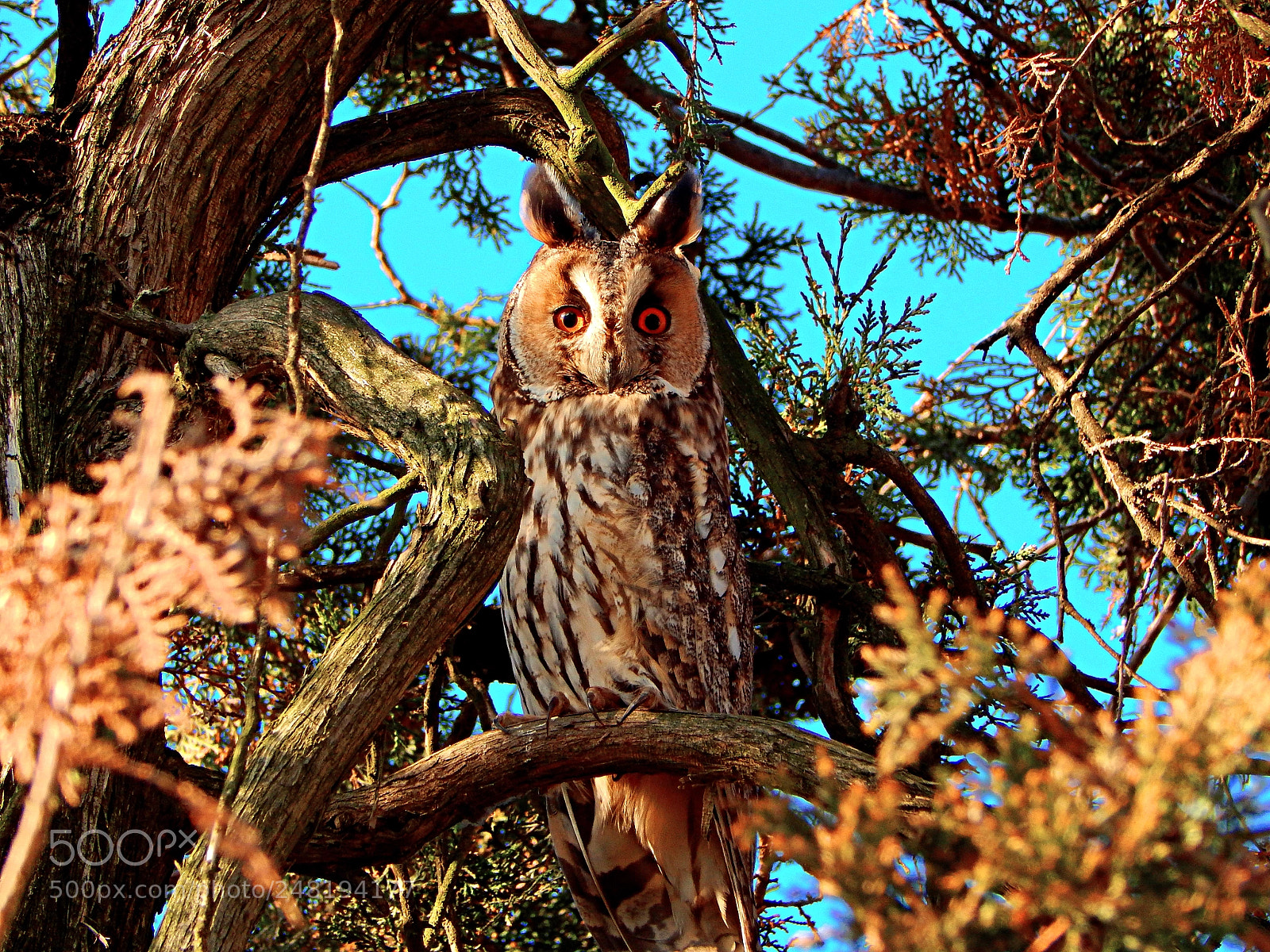 Nikon Coolpix L830 sample photo. Owl - asio otus photography