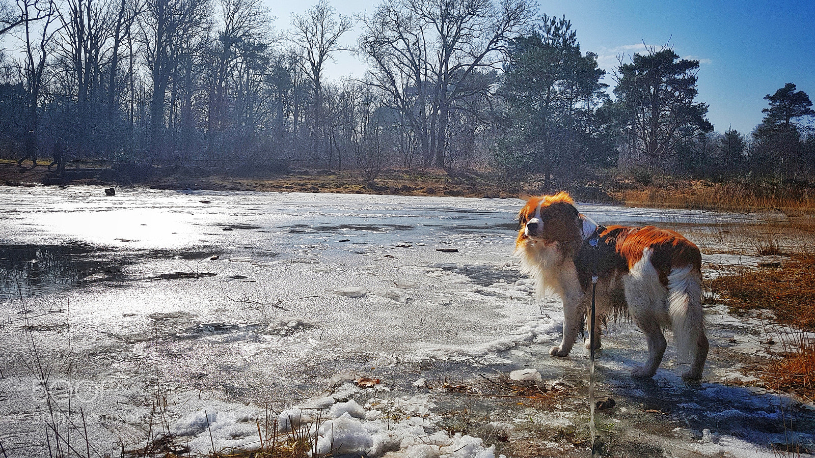 Samsung Galaxy S7 sample photo. Dog photography