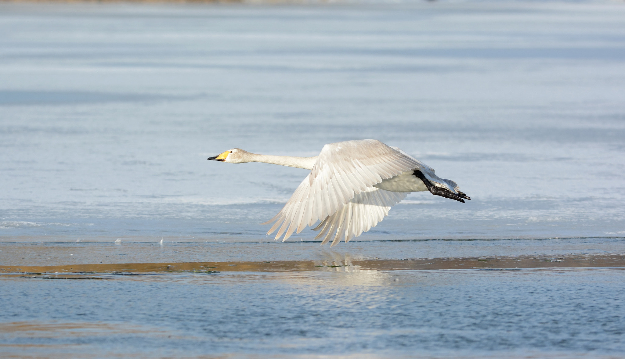 Nikon D7100 + Nikon AF-S Nikkor 300mm F4D ED-IF sample photo. На взлёт. photography