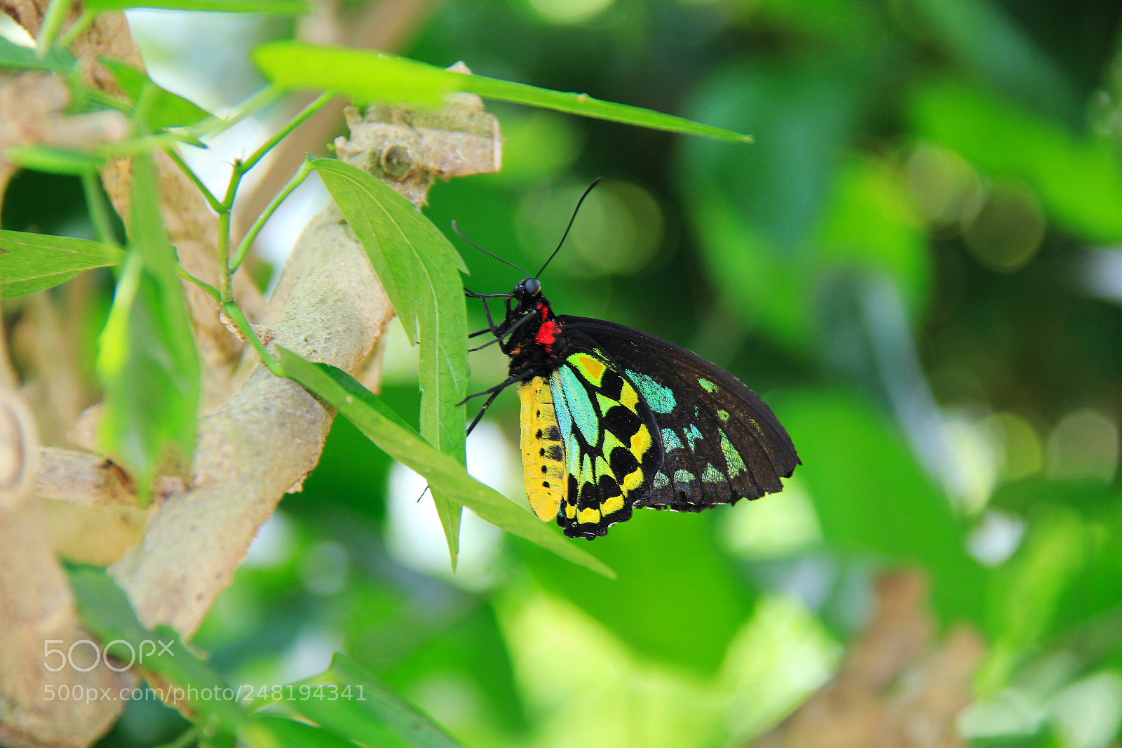Canon EOS 550D (EOS Rebel T2i / EOS Kiss X4) sample photo. Beautiful butterfly photography