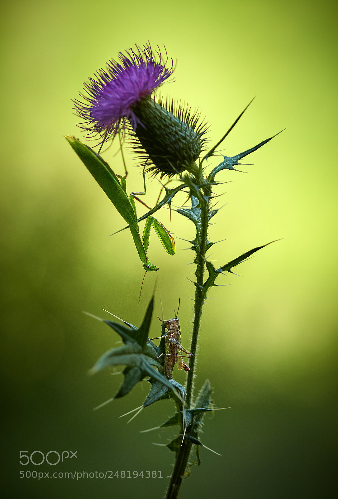 Nikon D500 sample photo. To kill or not photography