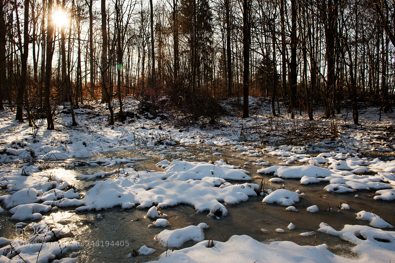 Nikon D800 sample photo. Forest photography