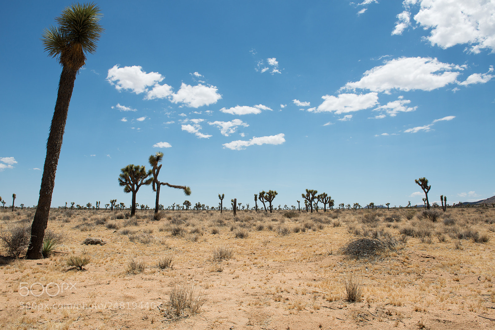 Nikon D800 sample photo. Joshua tree national park photography
