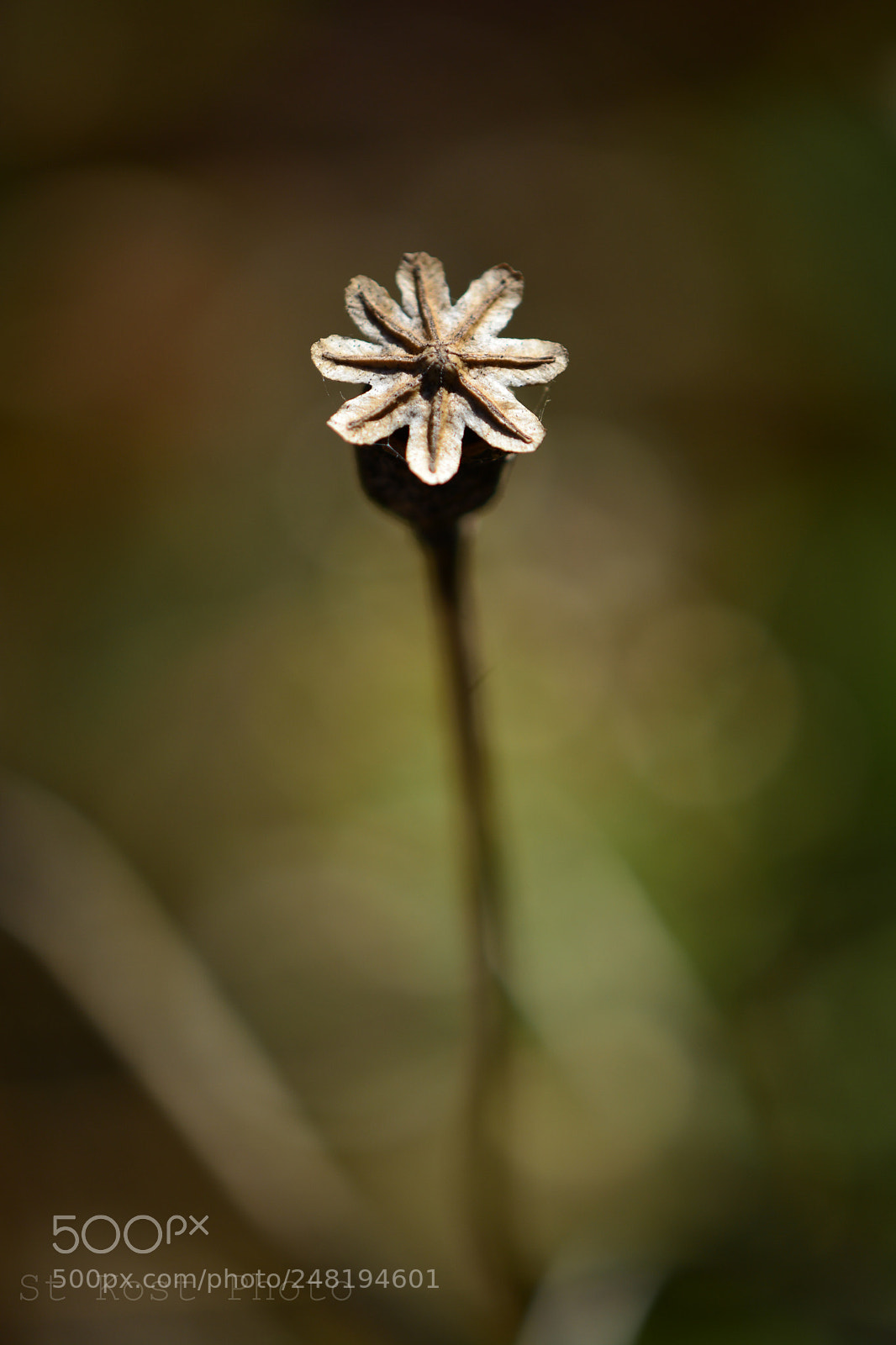Nikon D5200 sample photo. Dry photography