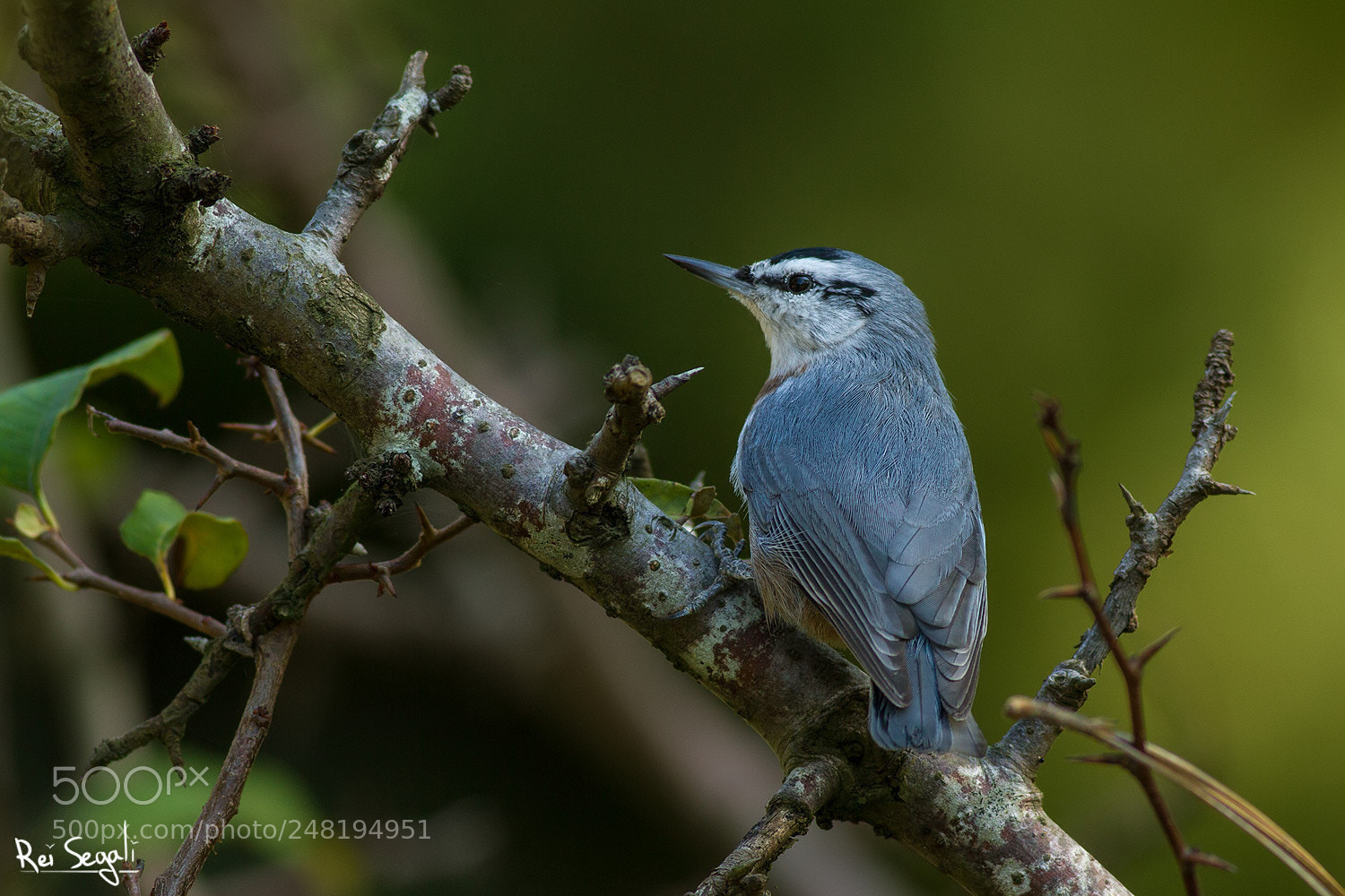Canon EOS 7D sample photo. Kruper's nuthatch photography