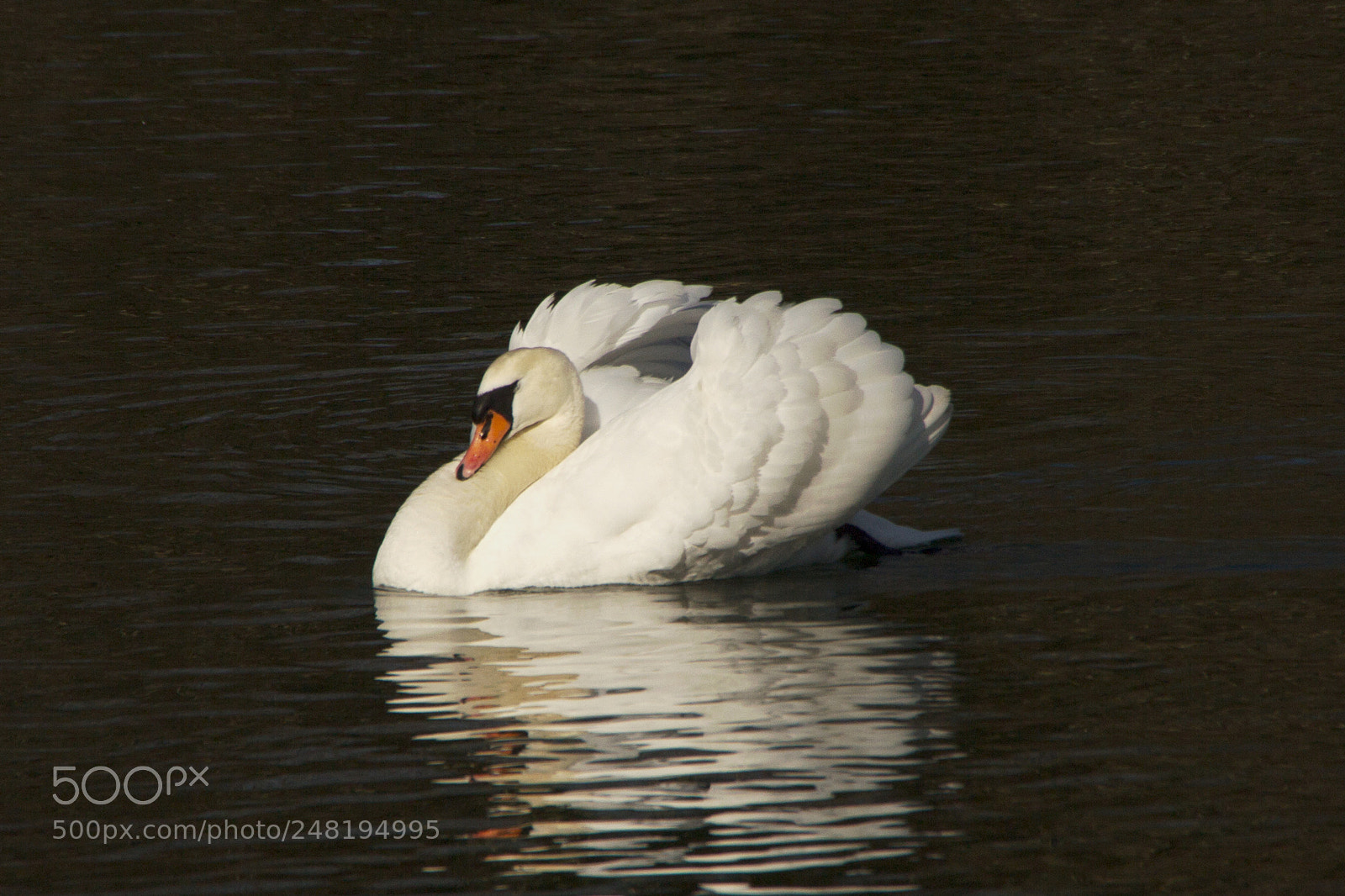 Canon EOS 60D sample photo. Sawn photography