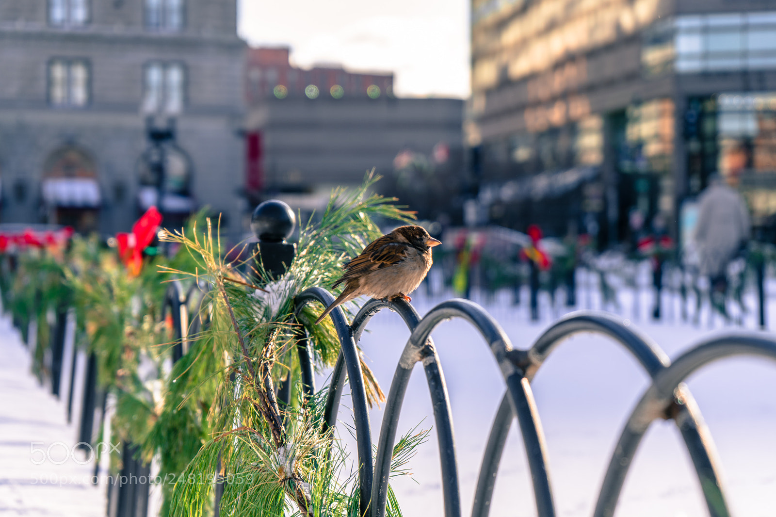 Sony a7 sample photo. Tweety photography