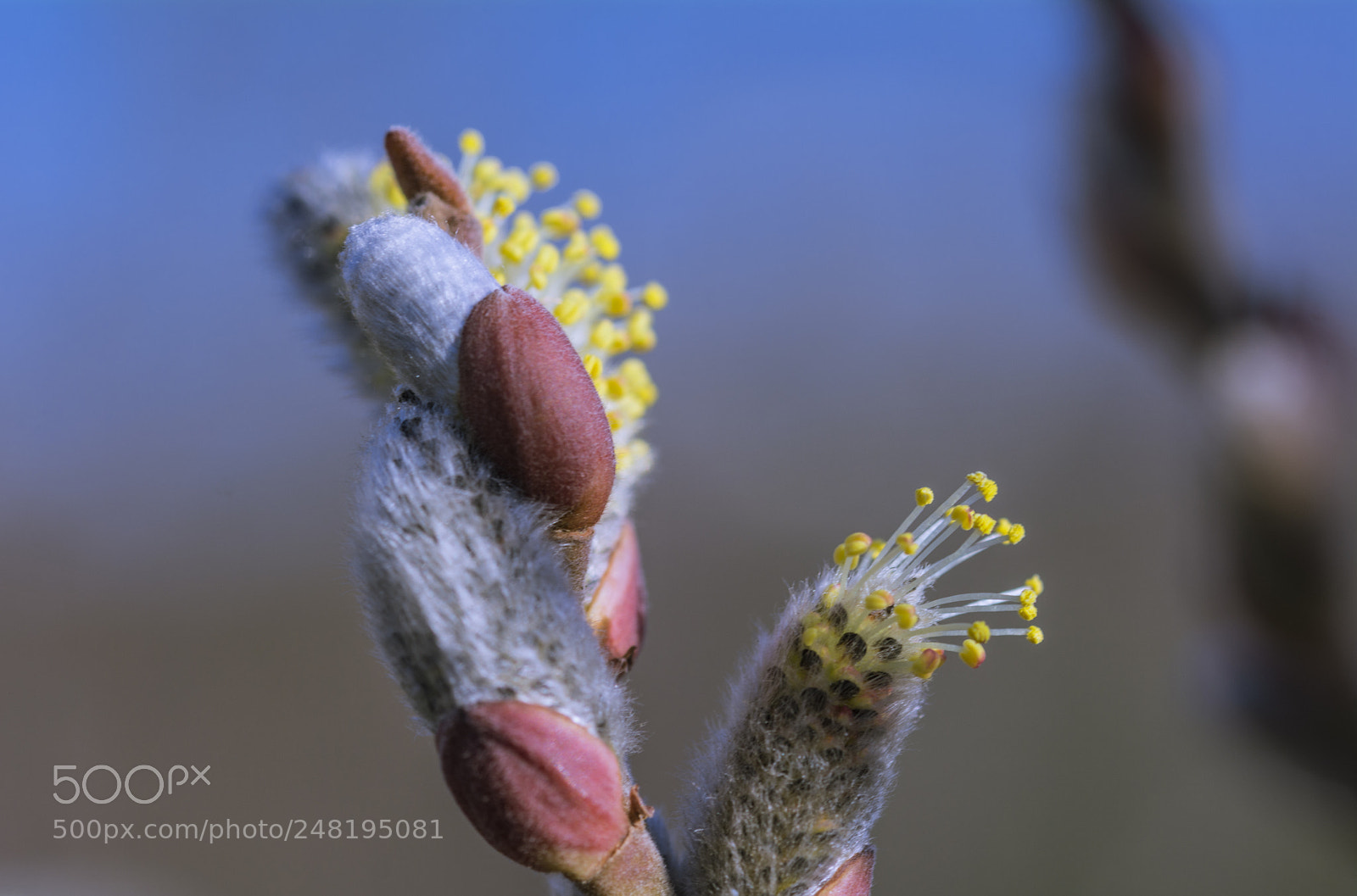Nikon D7100 sample photo. Spring photography