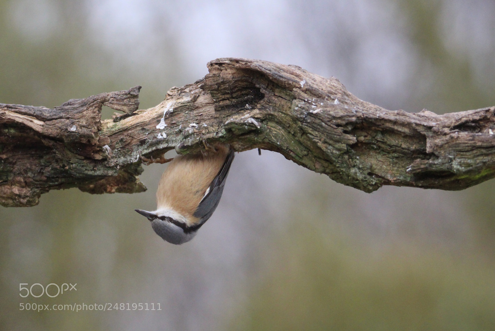 Canon EOS 100D (EOS Rebel SL1 / EOS Kiss X7) sample photo. Nuthatch hanging upside down photography