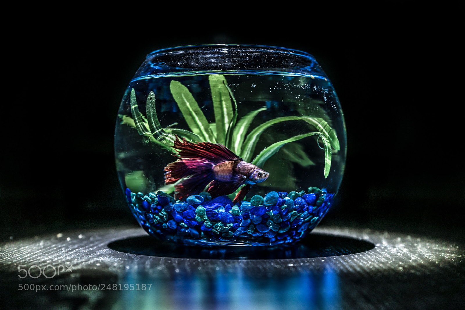 Sony a7 sample photo. Bruce the fish photography