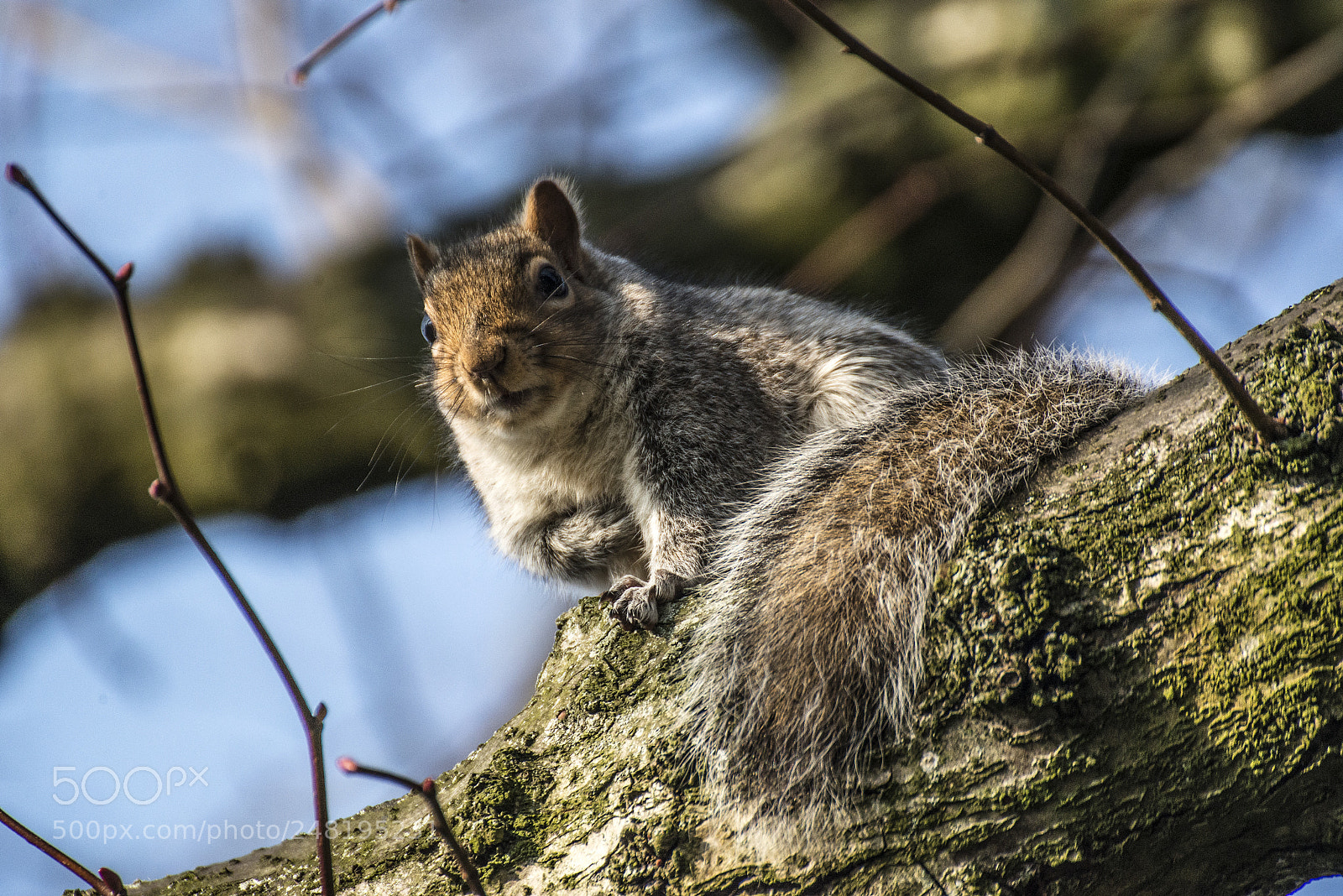 Nikon D610 sample photo. Squirrel photography